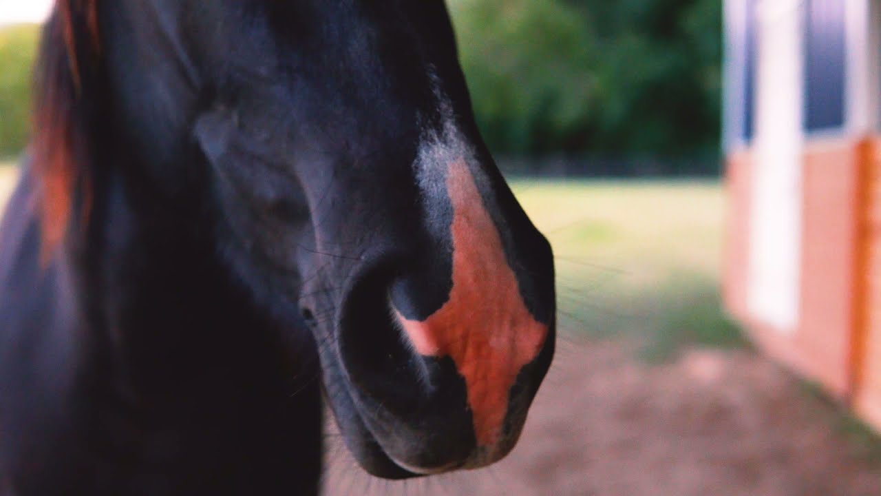Horse ASMR Grazing Eating Grass