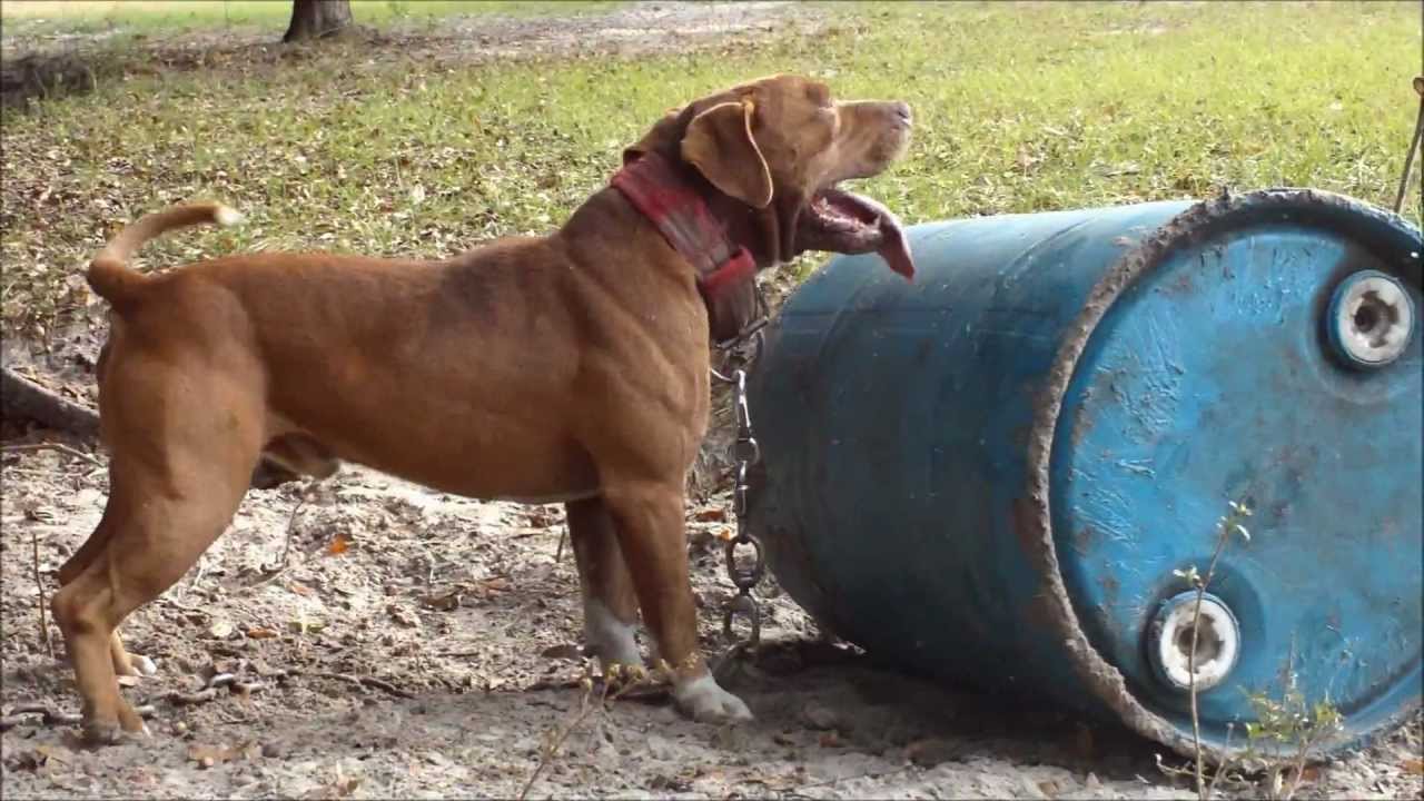 LAST STAND PITS (APBT Red Boy Wade)