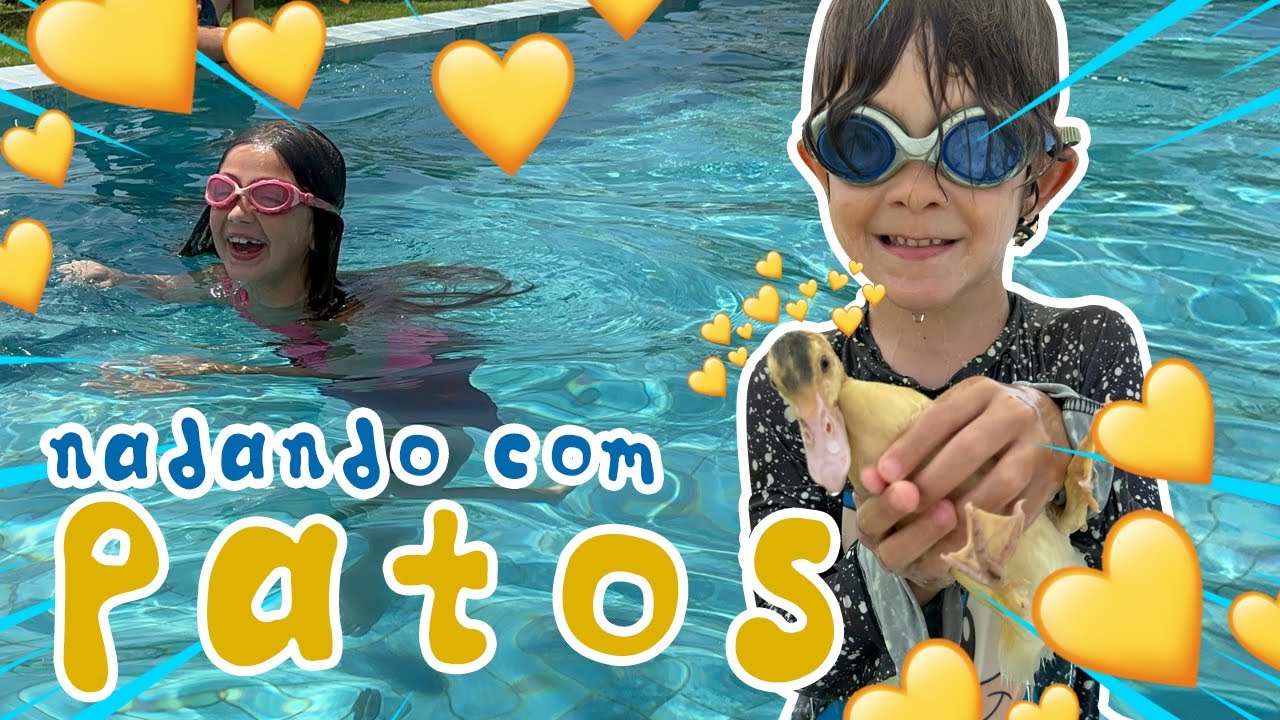 PATOS MERGULHADORES NA PISCINA