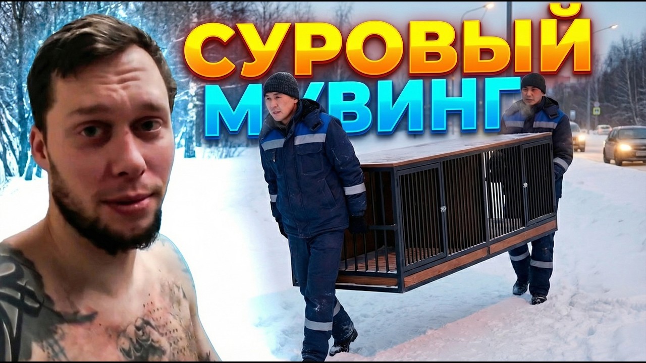 Собаки, переезд и карьерный взлёт. Что со мной происходит?