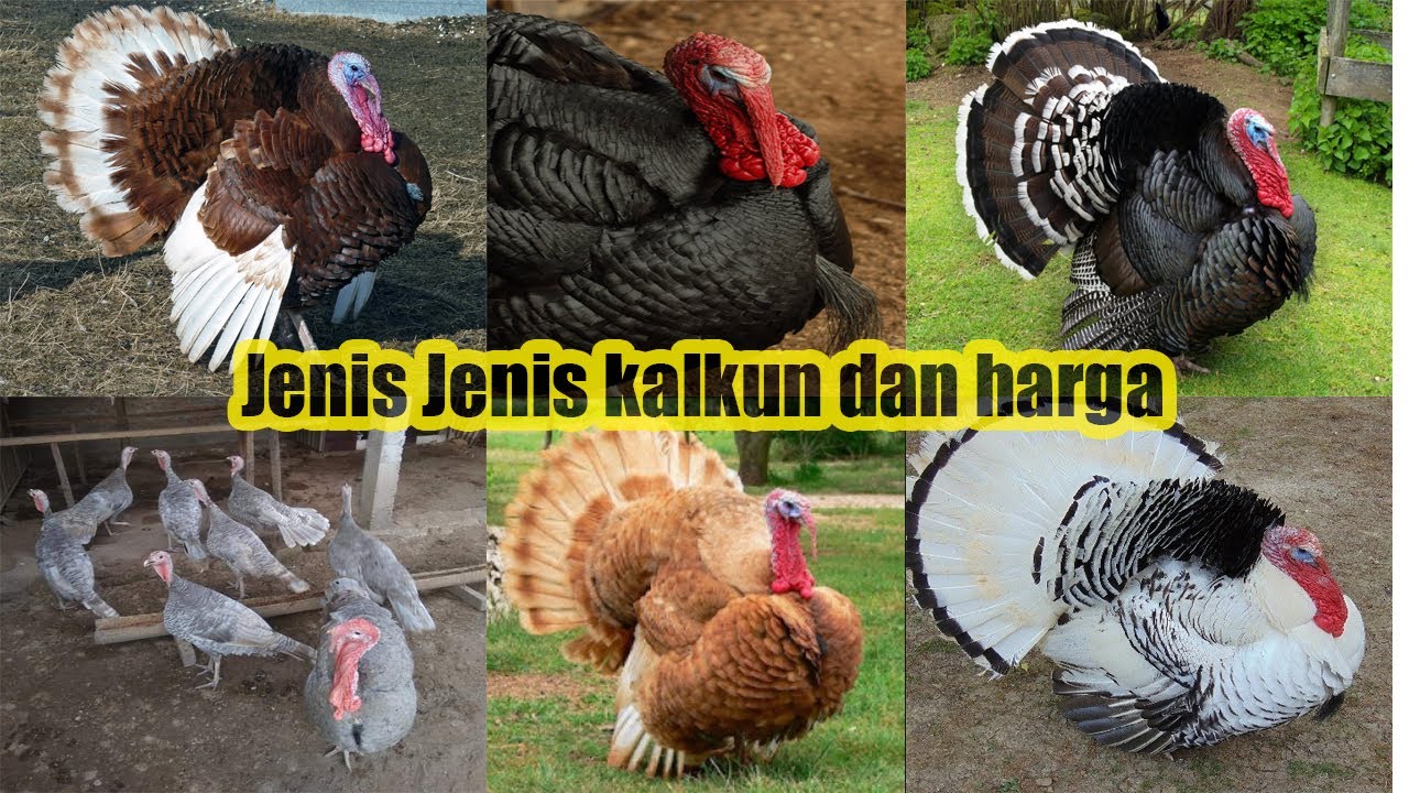 Jenis jenis kalkun dan harganya