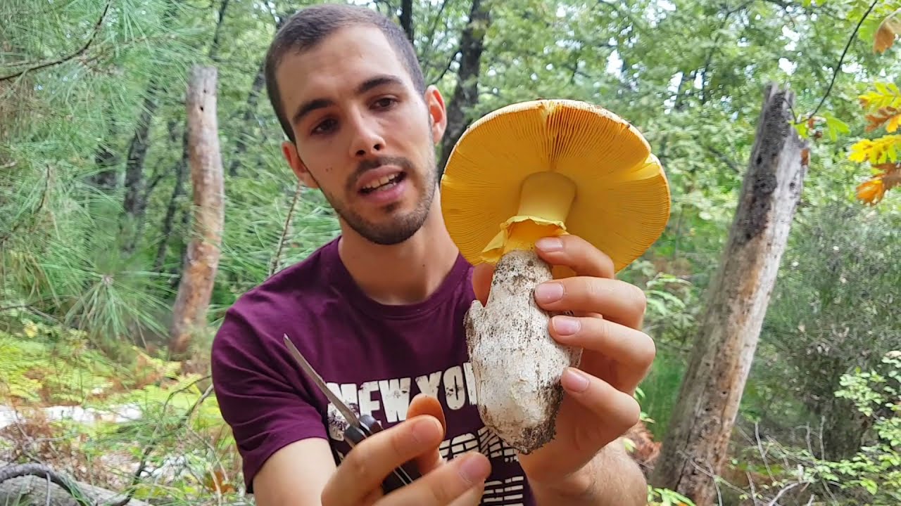 Cuidado al meter las manos bajo las setas! Gran ejemplar de Amanita caesarea