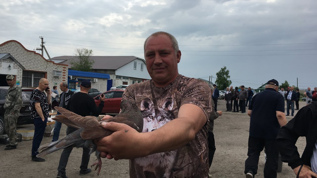 Ярмарка-выставка голубей Ульяновская область с. Крестниково 27.05.23