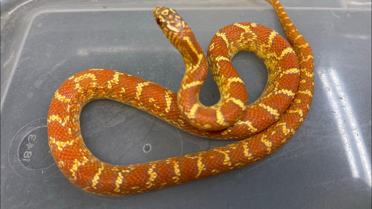 Florida Kingsnake Collection