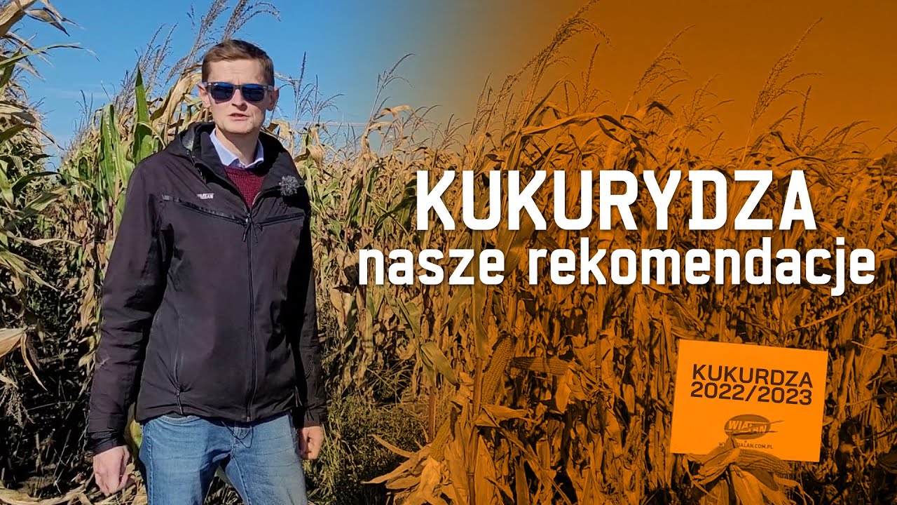 KUKURYDZA 2022/2023. Którą wybrać?