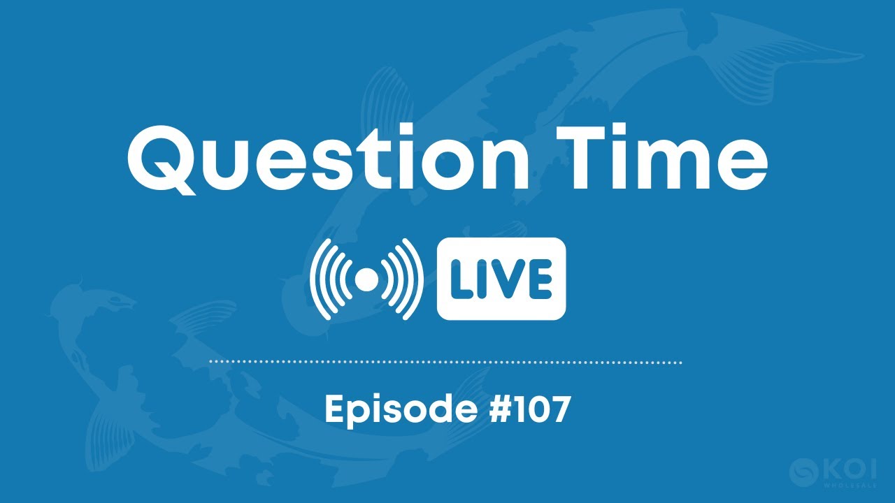 Question Time Live EP #107 | Koi Keeping Q&A and Expert Advice