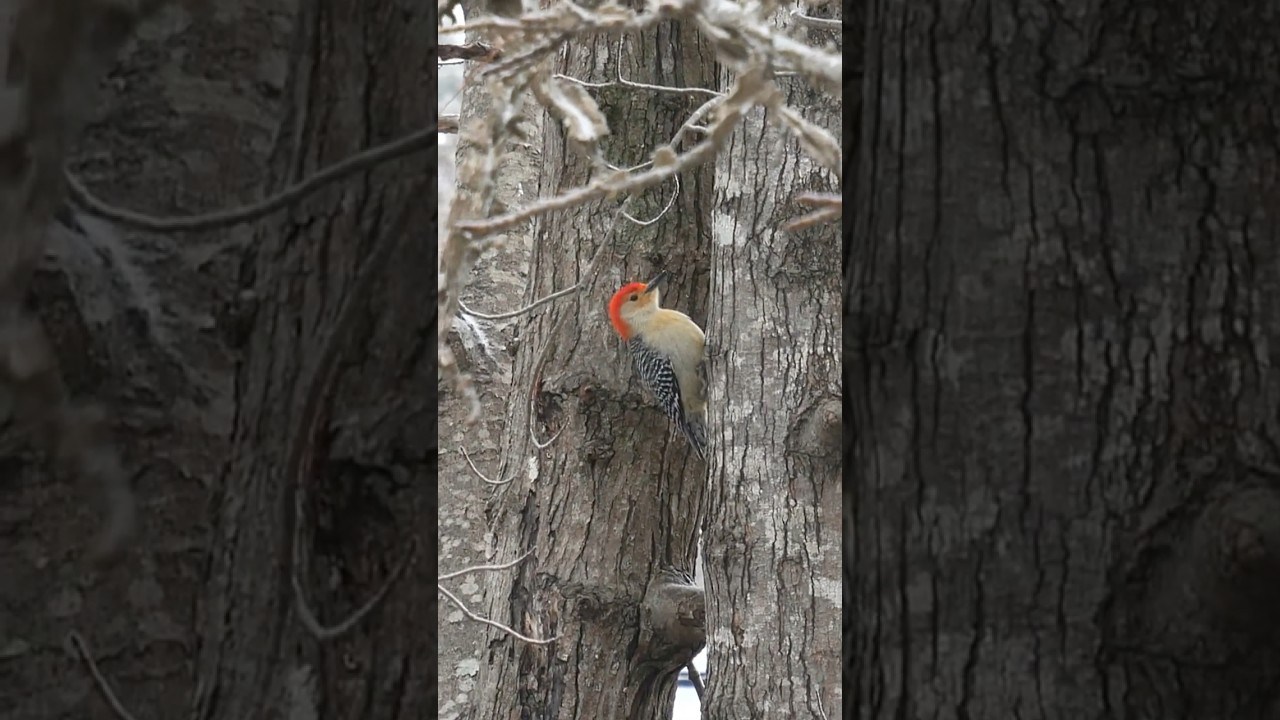 Red headed woodpecker in Apex, NC living free