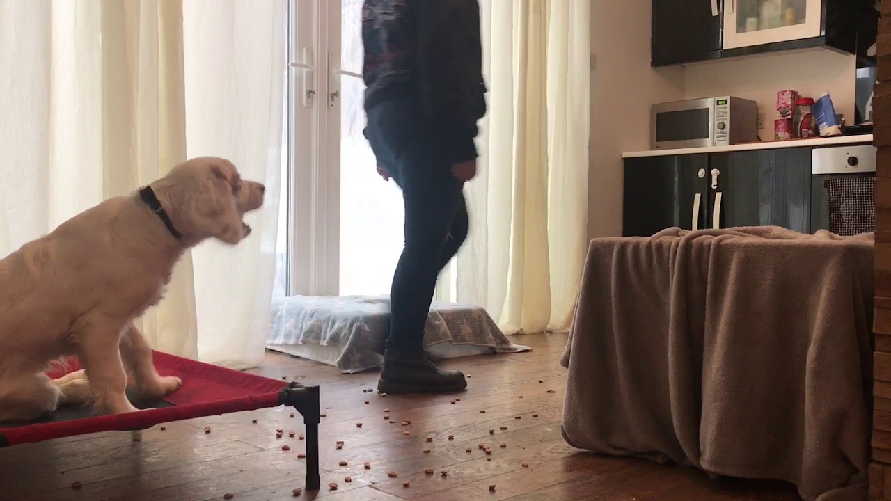 6 month old Clumber Spaniel, Chester! | Off-Leash K9 Training London