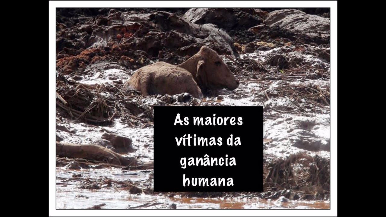 Mini Vegano - animais de Brumadinho