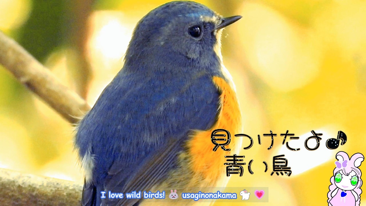 ✨ルリビタキ 静かに囀る青い鳥