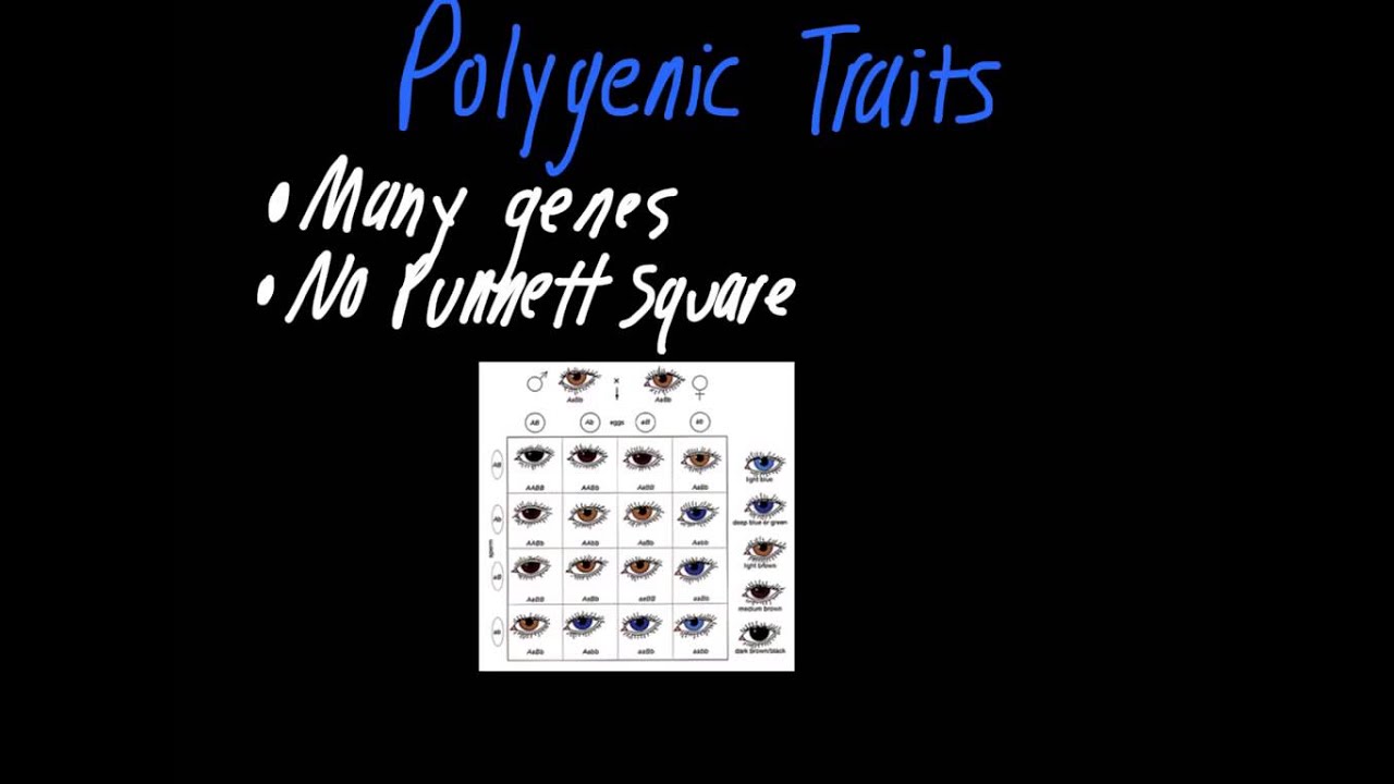 Multiple Alleles and Polygenic Traits