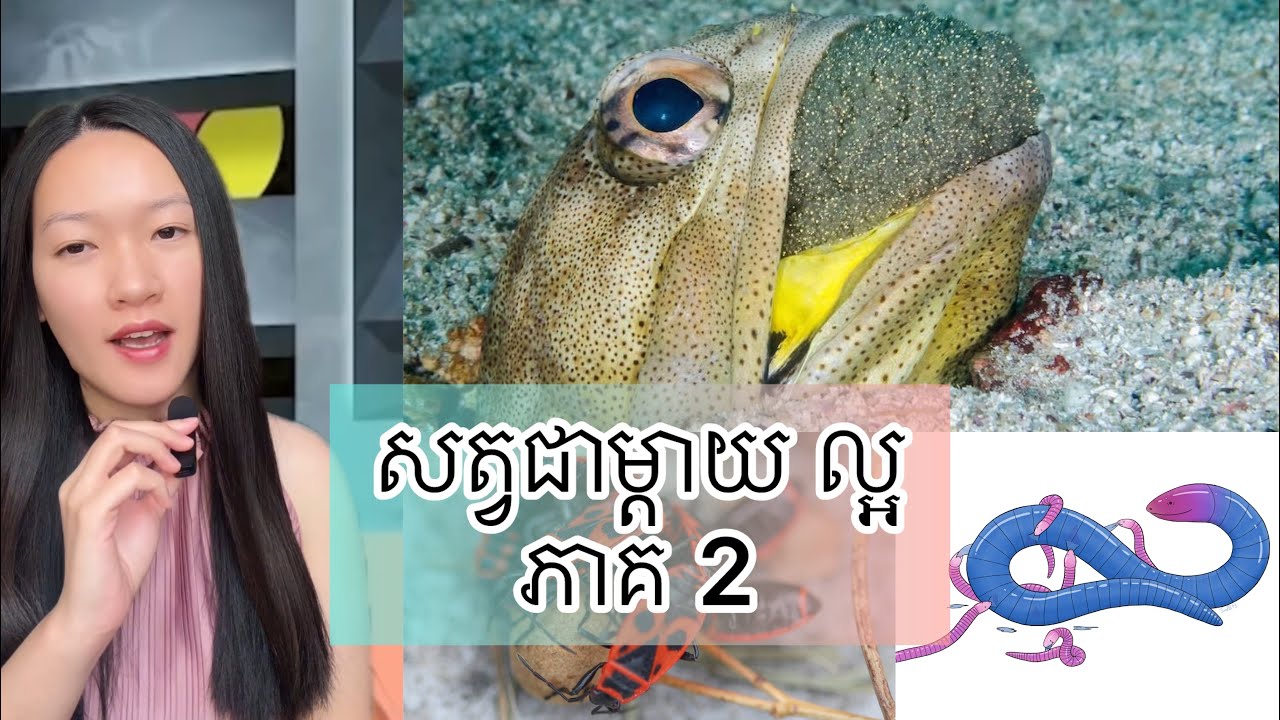 សត្វជាម្តាយល្អ ភាគ 2 - Best mom in animal kingdom part 2