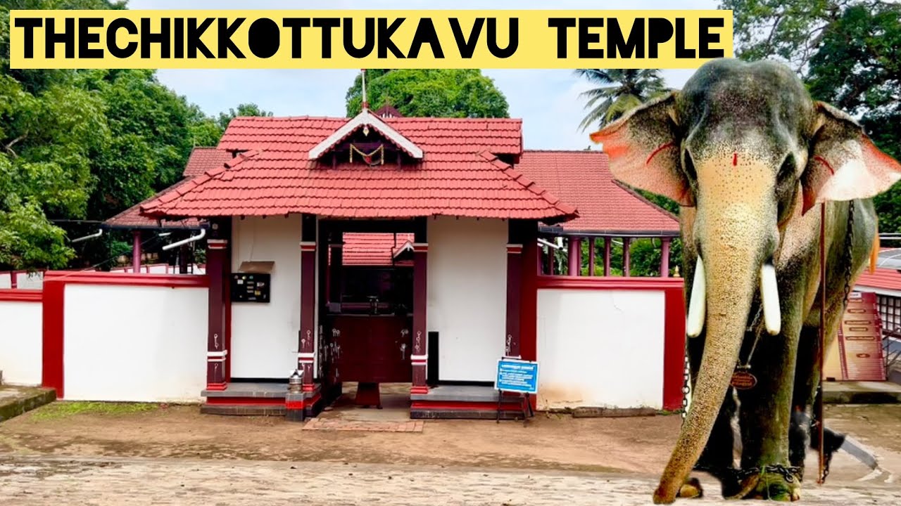 ഗജവീരൻ രാമന്റെ തട്ടകം | Thechikkottukavu Bhagavathi Temple | Thechikottukavu Ramachandran #temple