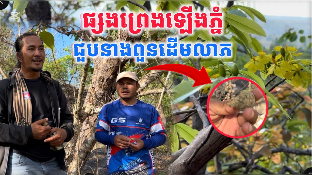 ផ្សងព្រេងឡើងភ្នំជួបនាងពួននៅក្នុងសំបកដើមលាភ