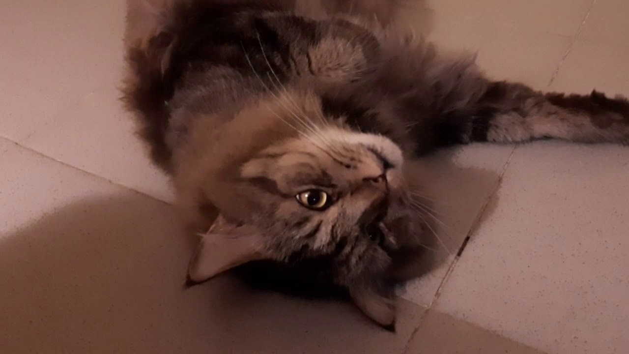 I catches my cat hitting my other cat