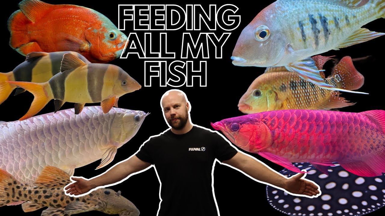 FEEDING ALL MY FISH MICKSFISHUK