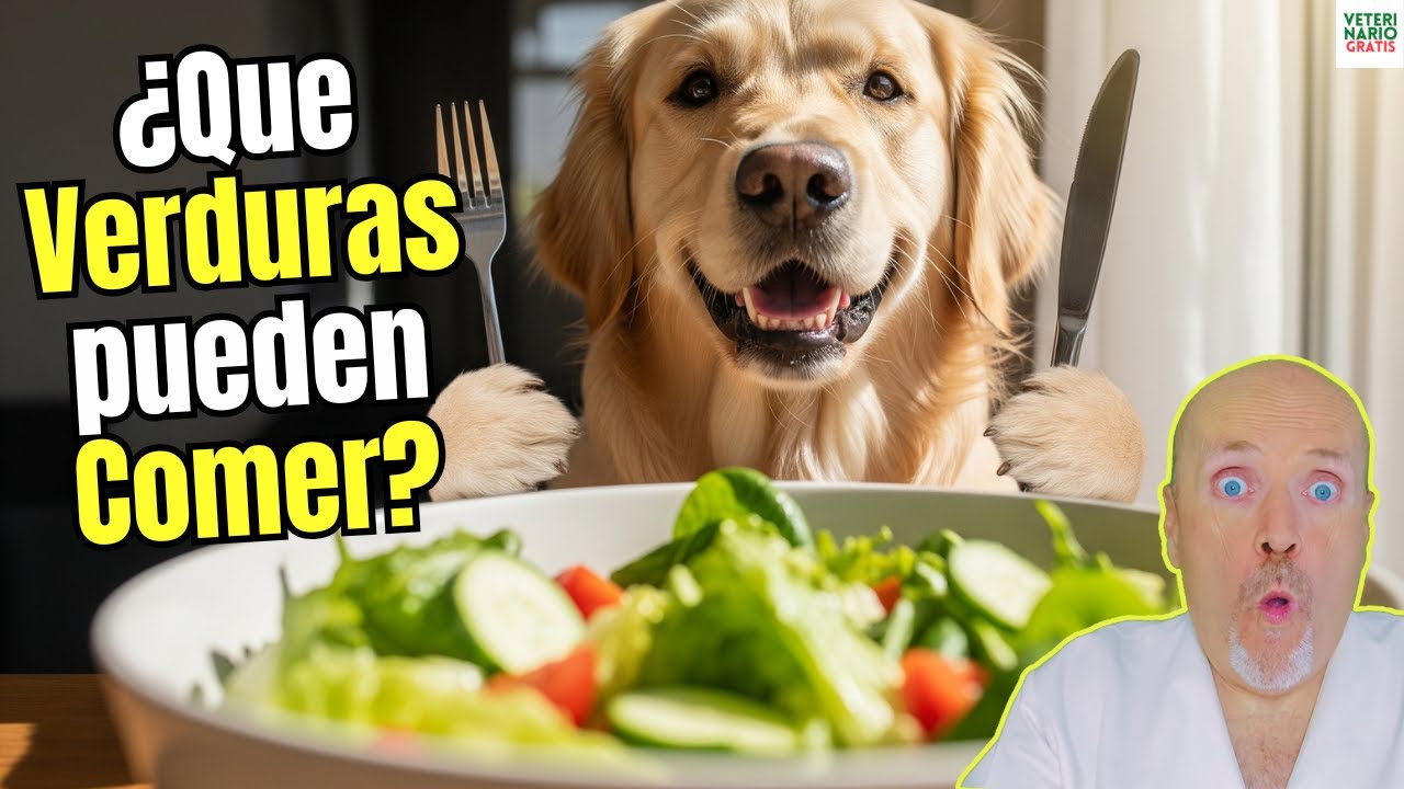 🥕🚫 ¿QUÉ VERDURAS PUEDEN COMER los PERROS y CUÁLES NO? 🧅⚠️ ¡LA GUÍA DEFINITIVA! 🥬✅