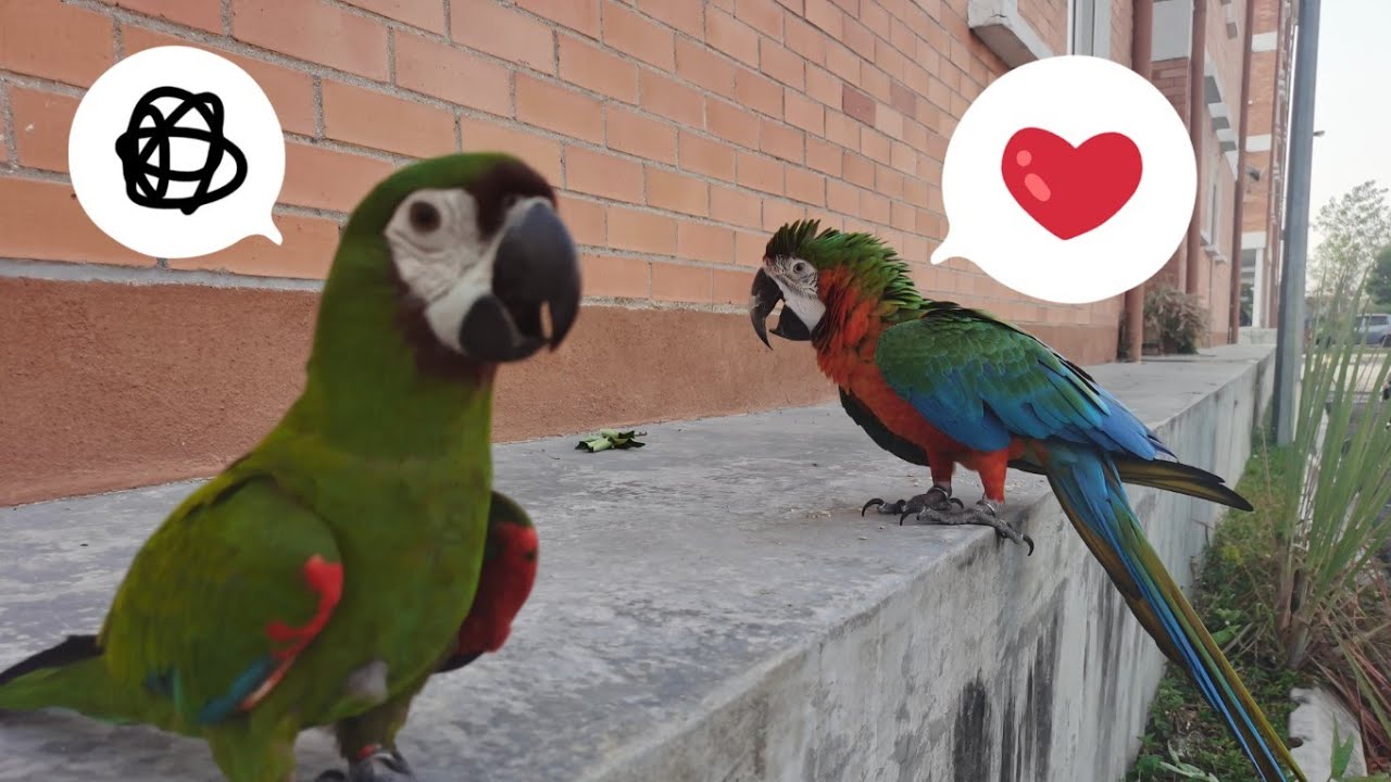Long Flight - Chestnut Fronted Macaw X Harlequin Macaw (Total 7 minutes duration)
