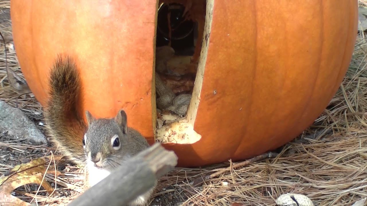 Chattering Squirrels (part 1)