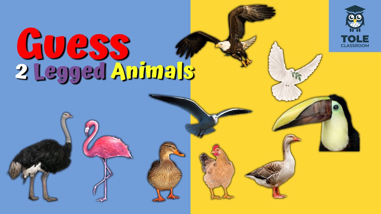 Guess 2 Legged Animal Names | Easy & Fun English Learning | Flashcard | Tole Classroom