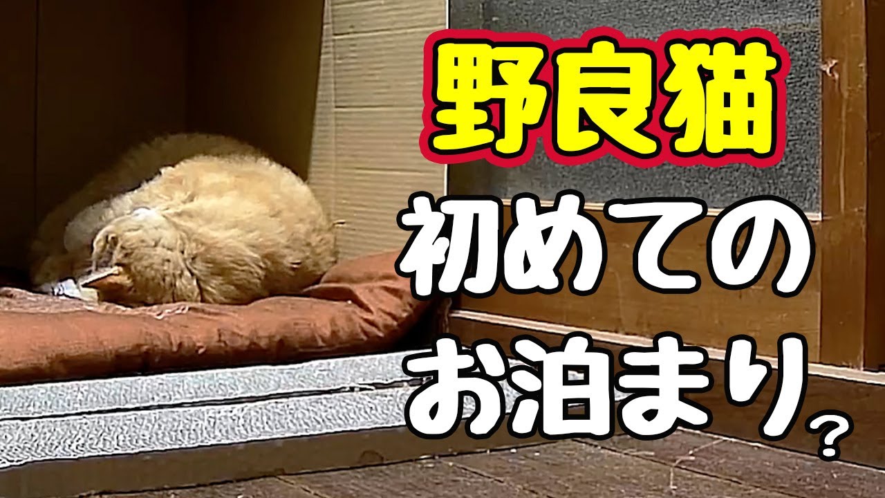 ぐっすりとは いかなかった様ですが…【野良猫】