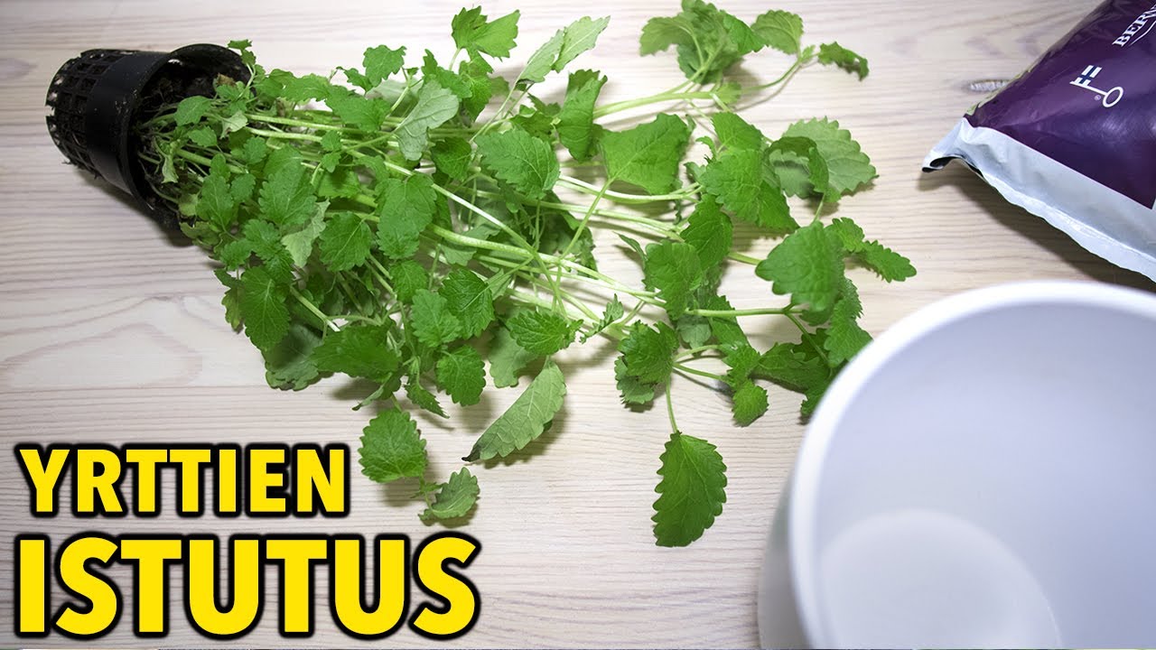 Kaupan yrttien istutus (yksityiskohtaisesti)
