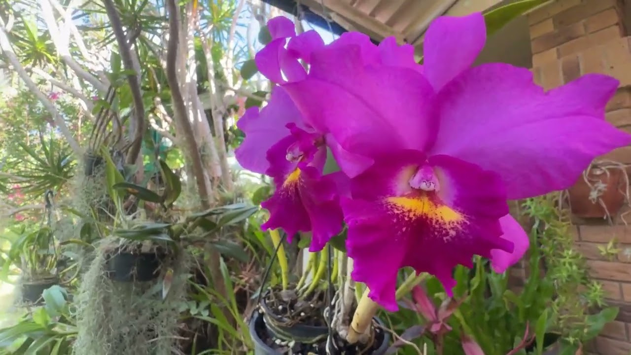 КРАСОТКИ КАТТЛЕИ ЦВЕТУТ ЛЕТОМ В ЯНВАРЕ. Orchids in bloom in summer. Australia 