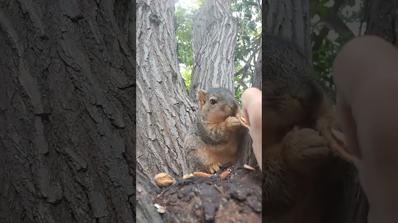 The Alpha Side Of The Sloth Squirrel 021526