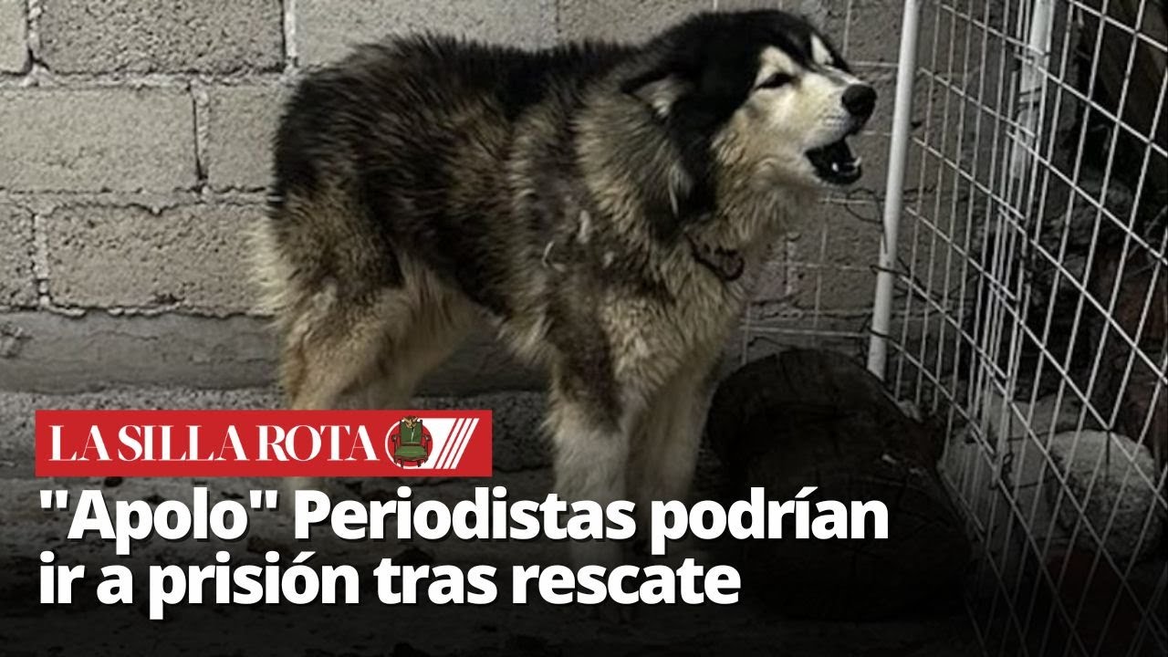 Periodistas salvan a Apolo y podrían enfrentan cárcel en la CDMX