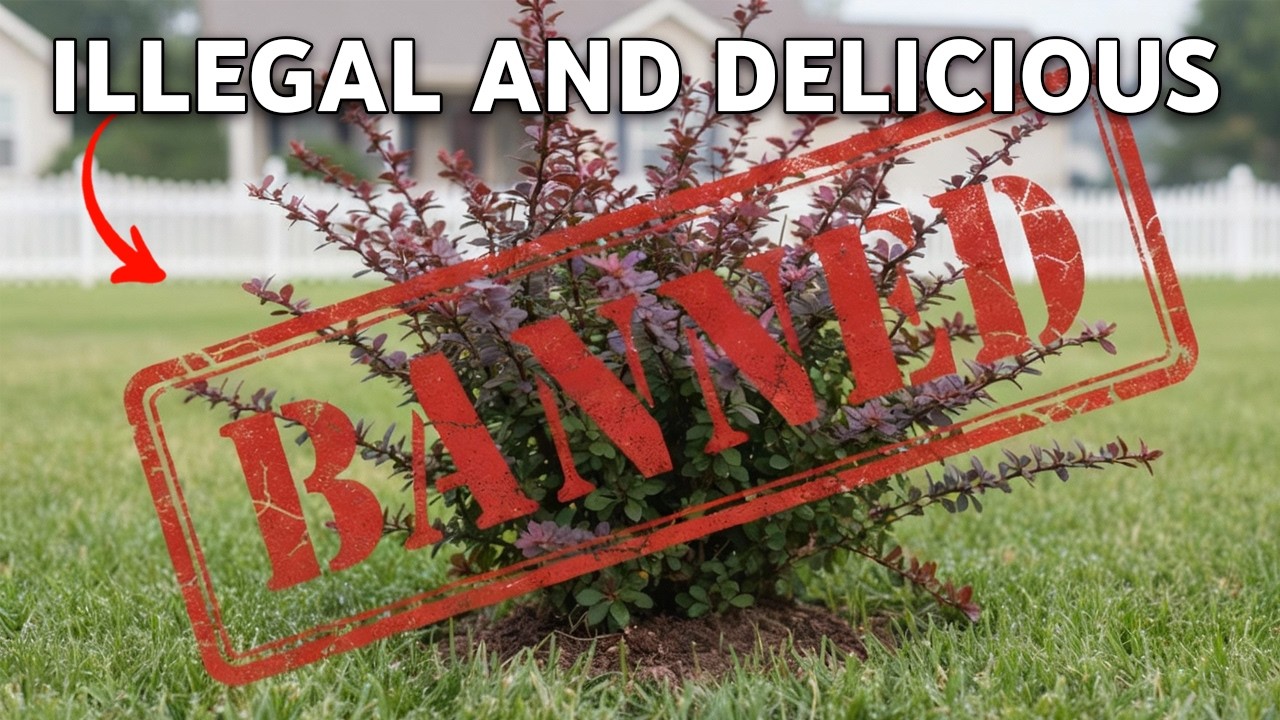 They Invaded the US… and You Can Eat Them: 10 Edible Invasive Plants