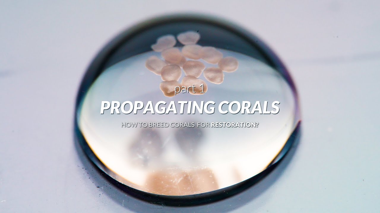 CORAL SPAWNING EXPLAINED