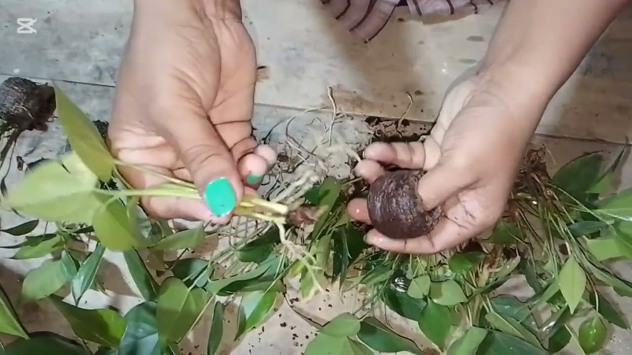 කොහොමද අපි කොකෝ ෆීට් එකක ඇන්තූරියම් පැළයක් සිටුවා ගන්නේ