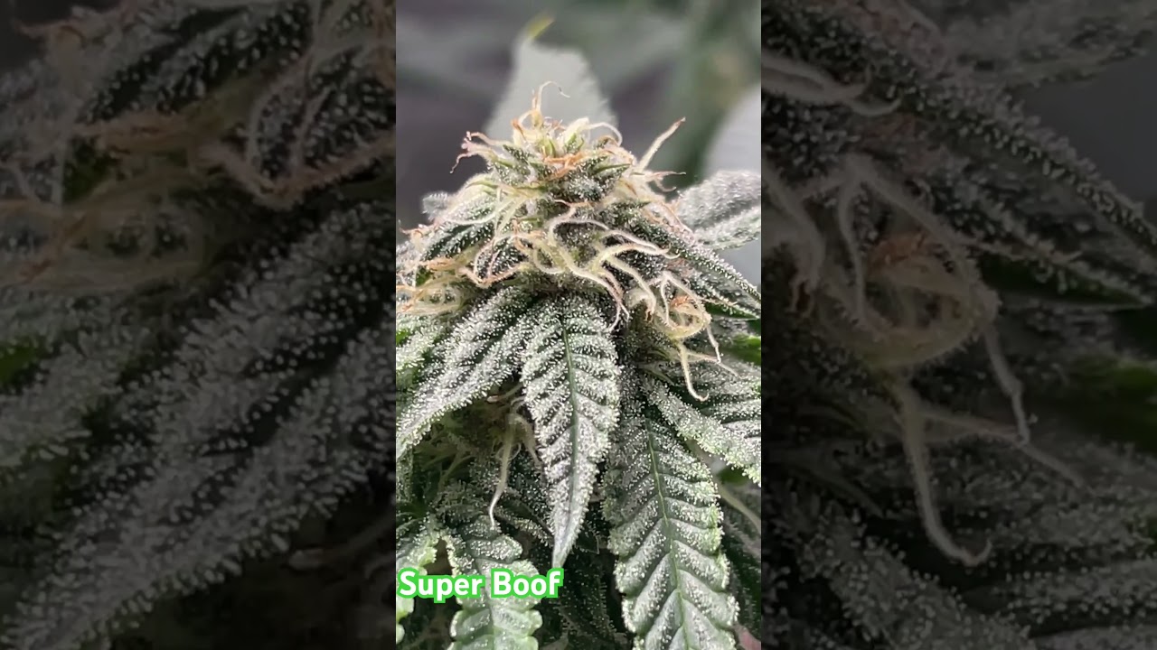 SuperBoof stacking 🆙💨 Frostiest buds yet&mdash;what do you think? #CannabisGrow #SuperBoof #TrichomeHunt
