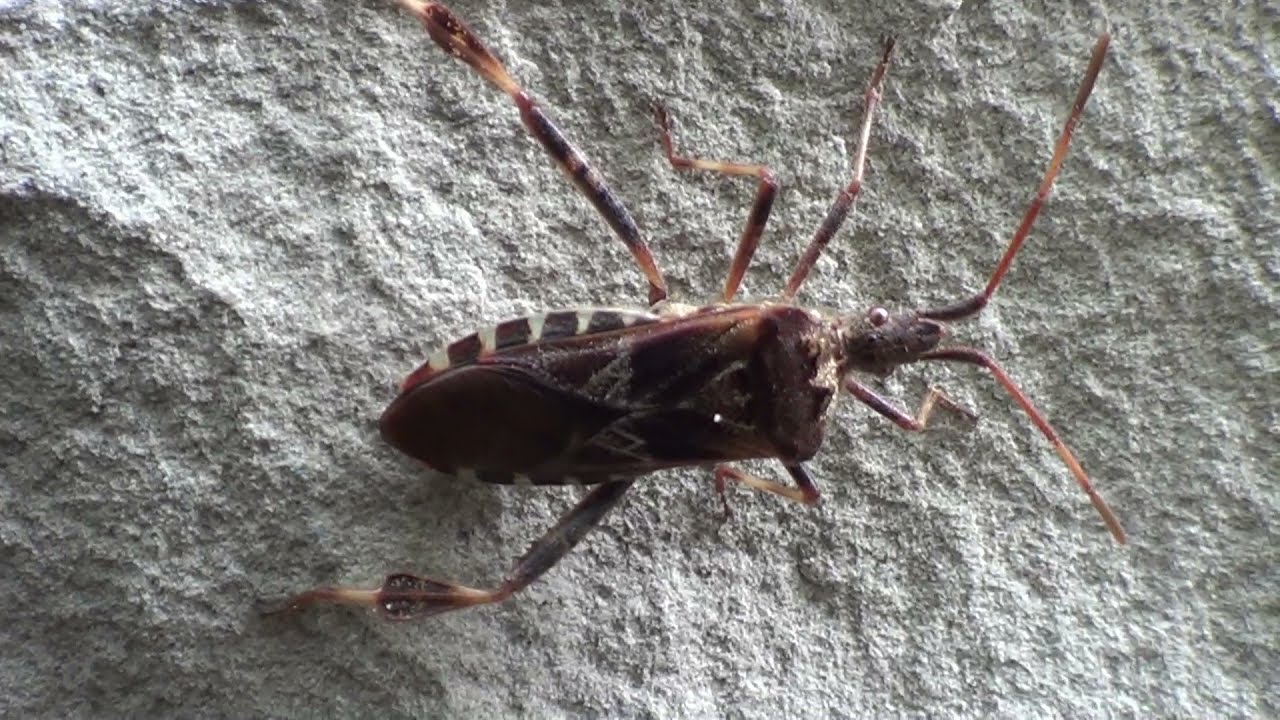Western Conifer Seed Bug 1 HQ HD