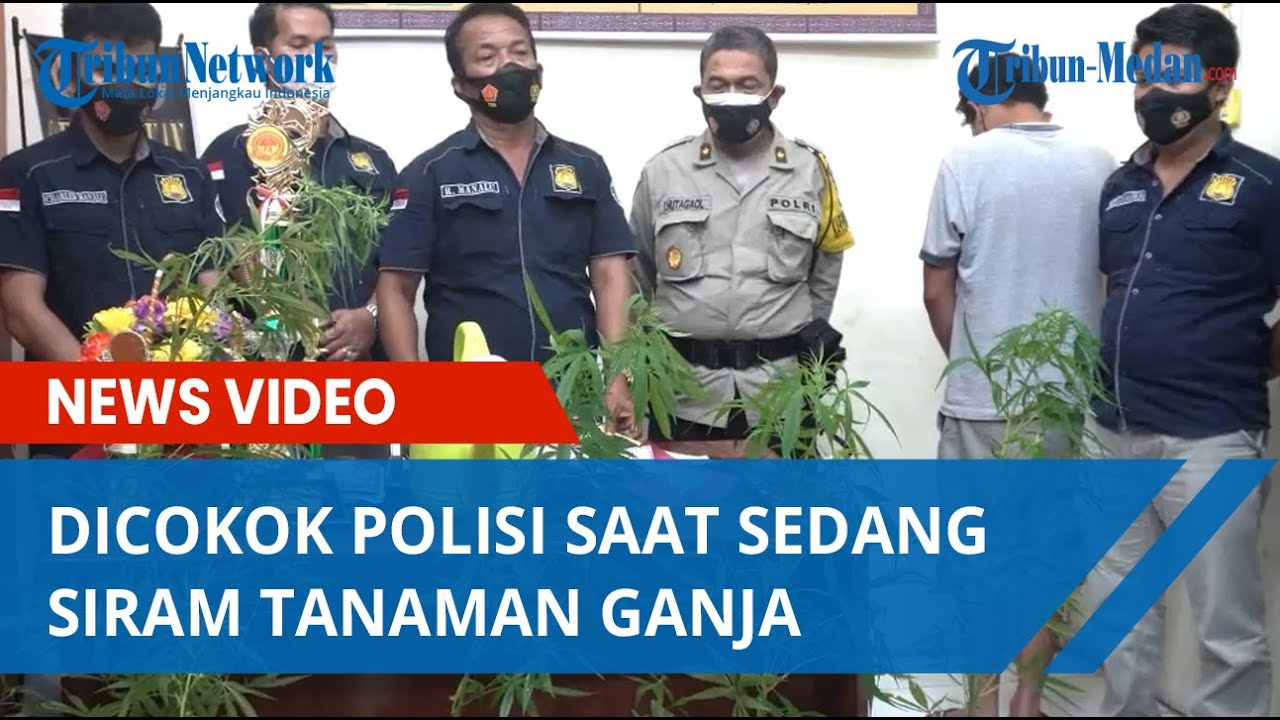 Pria di Humbahas Dicokok Polisi saat Sedang Siram Tanaman Ganja Miliknya, Ngaku Konsumsi Sendiri