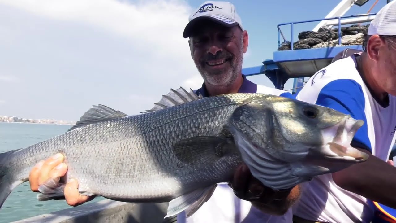 Pesca in mare: Alici nel Paese delle Meraviglie - Una grossa PESCATA di SPIGOLE per il Team Colmic
