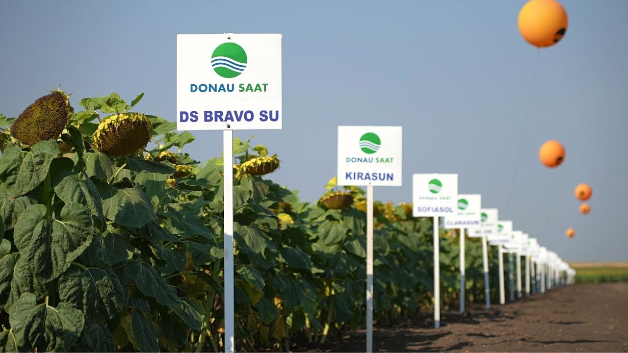 Hibrizi de floarea-soarelui pentru campania de semănat 2023