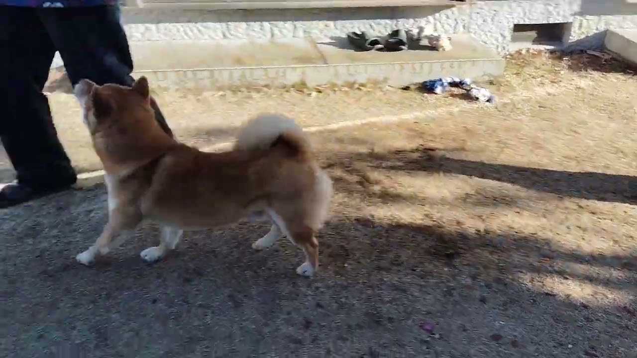 今日のワンコ@豆柴