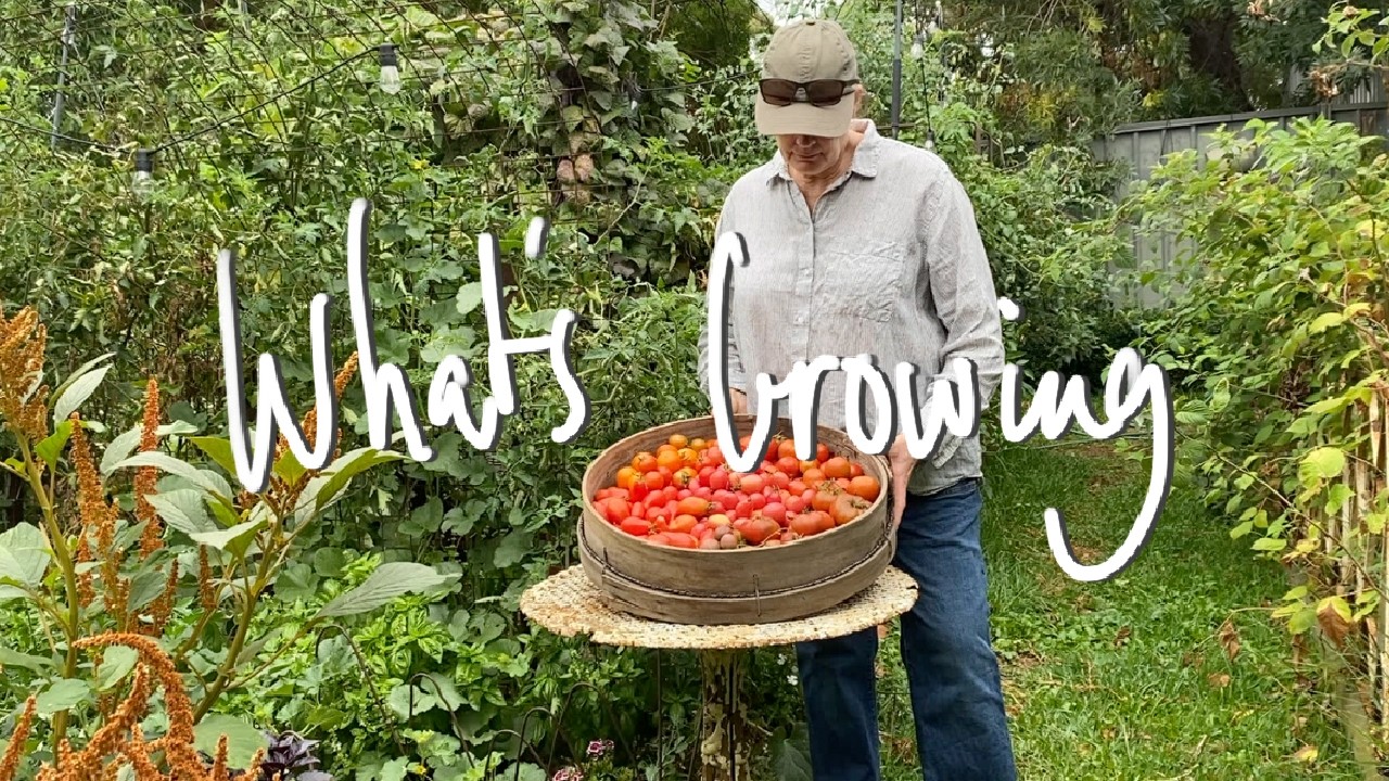 WHAT'S GROWING | What I'm GROWING & SOWING in my SMALL BACKYARD VEGETABLE GARDEN VICTORIA AUSTRALIA