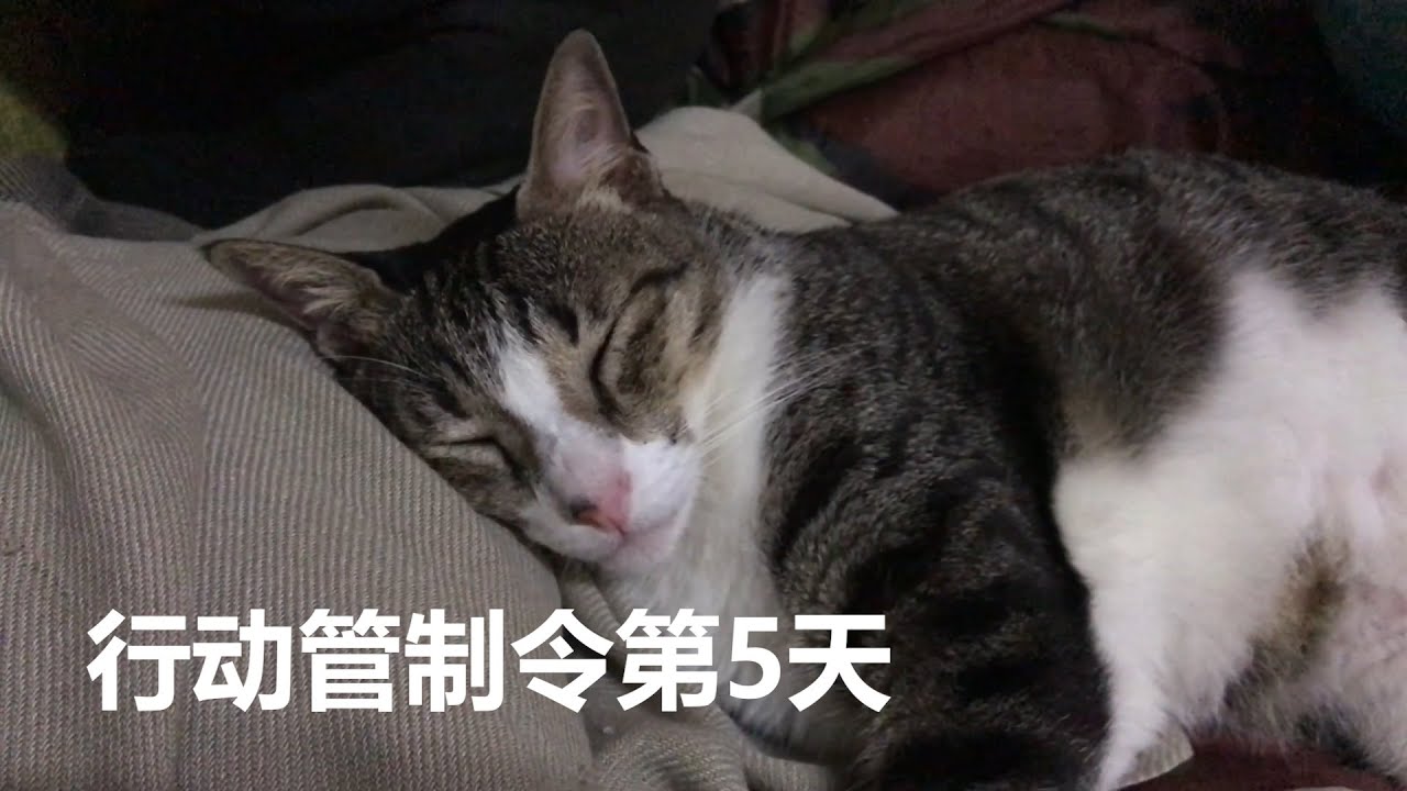 Tom story Vlog | 行动管制令第5天   Just stay at home