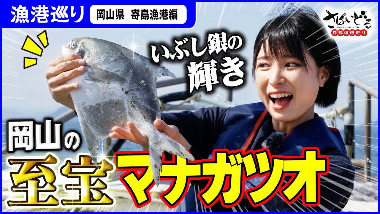 【マナガツオ】岡山が誇る超高級魚！いぶし銀の輝きは、まるで白銀細工！【漁港めぐり 岡山県寄島漁港編】