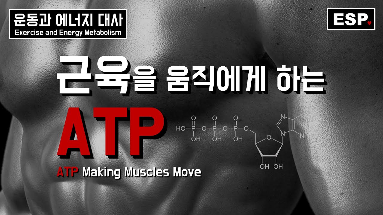 근육을 움직이게 하는 ATP┃3가지 ATP 생산경로┃운동과 에너지 대사┃ESP ♥