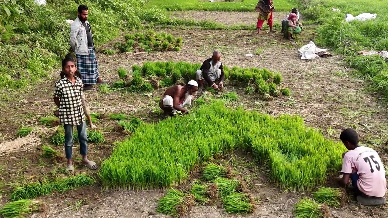 সবুজে ঘেরা বাংলাদেশ
