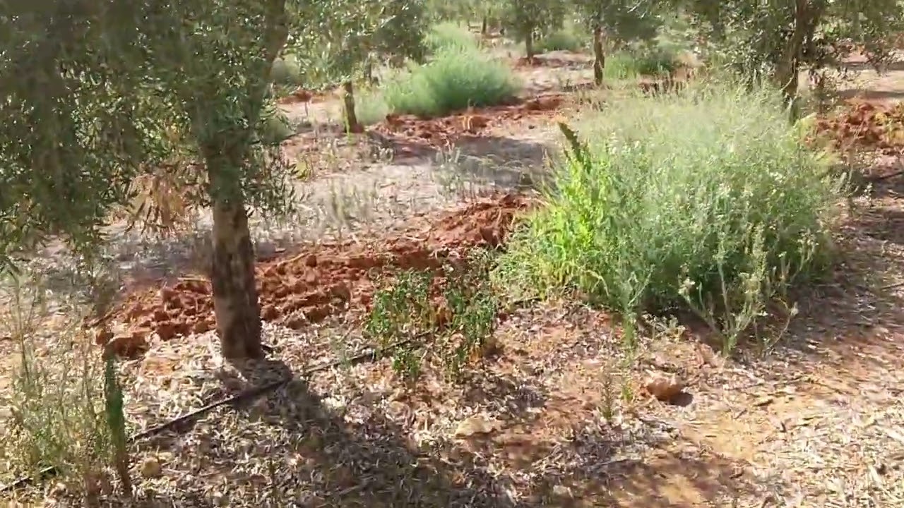 Manejo / poda del olivar. Picual en espaldera y en intensivo; producción según la luz y la madera.