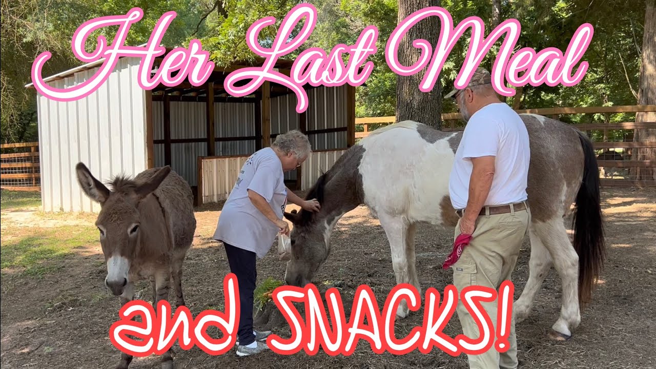Ms Pat Delivers Last Meal & Snacks to our Dying Horse