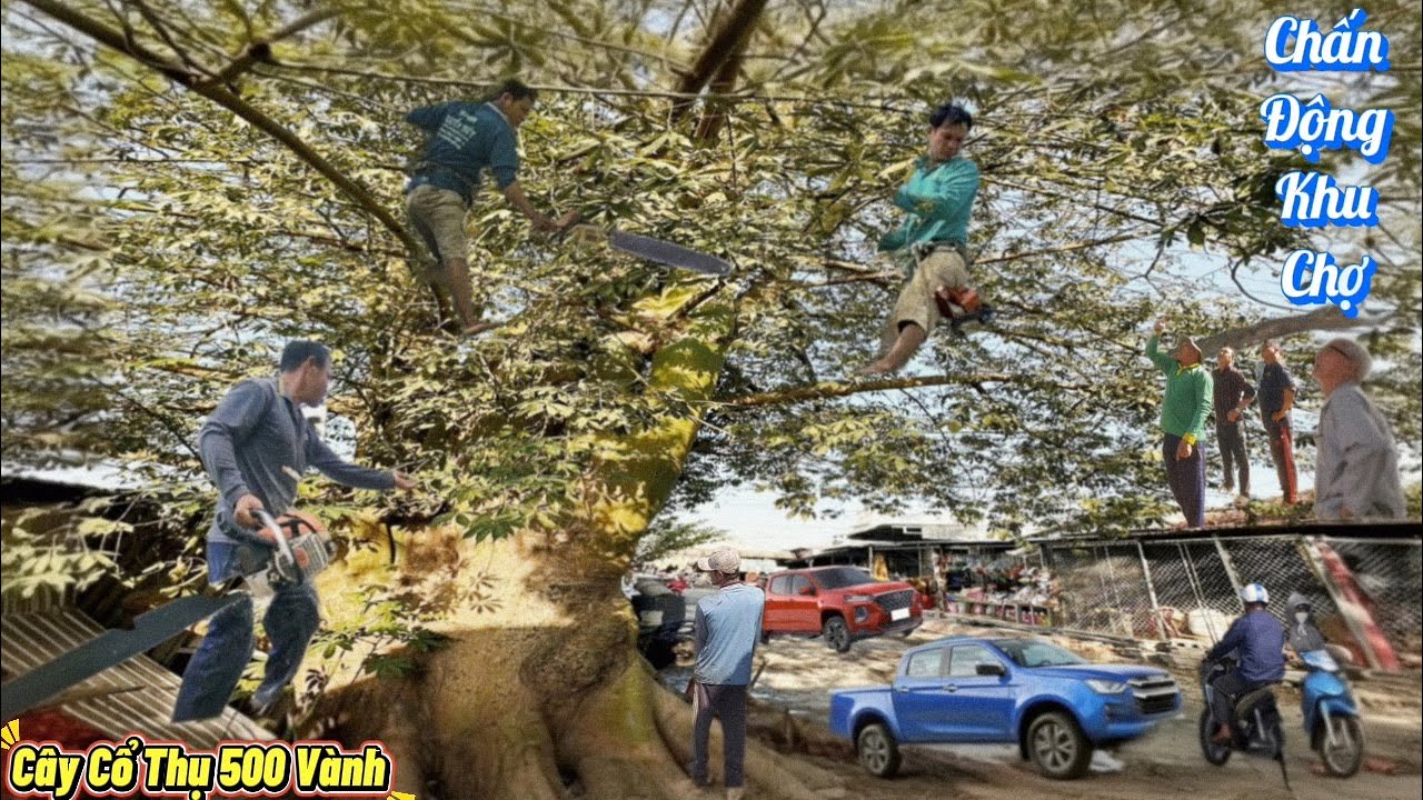 Chấn Động, Cưa Cây Khổng Lồ Gần Chợ / Shocking: Giant Tree Sawn Down Near Market | P223