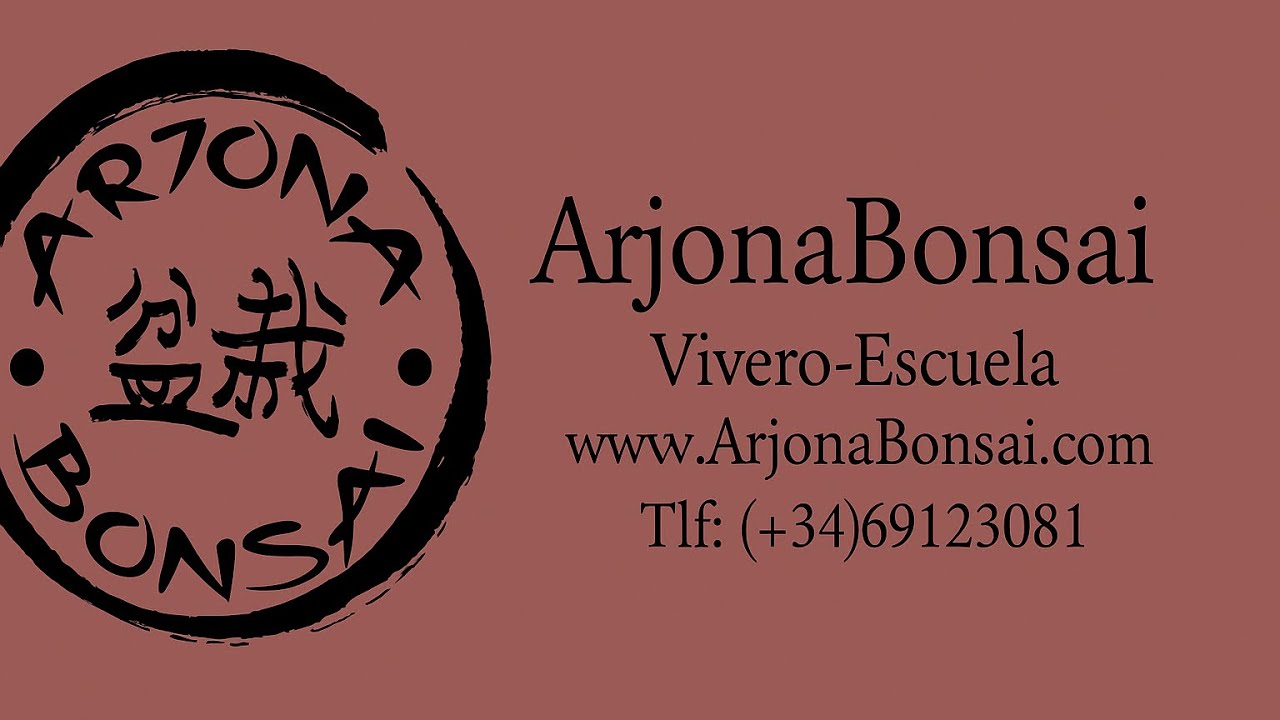 Bonsai Peral, Acebuche, Morera, Juniperus Itoigawa