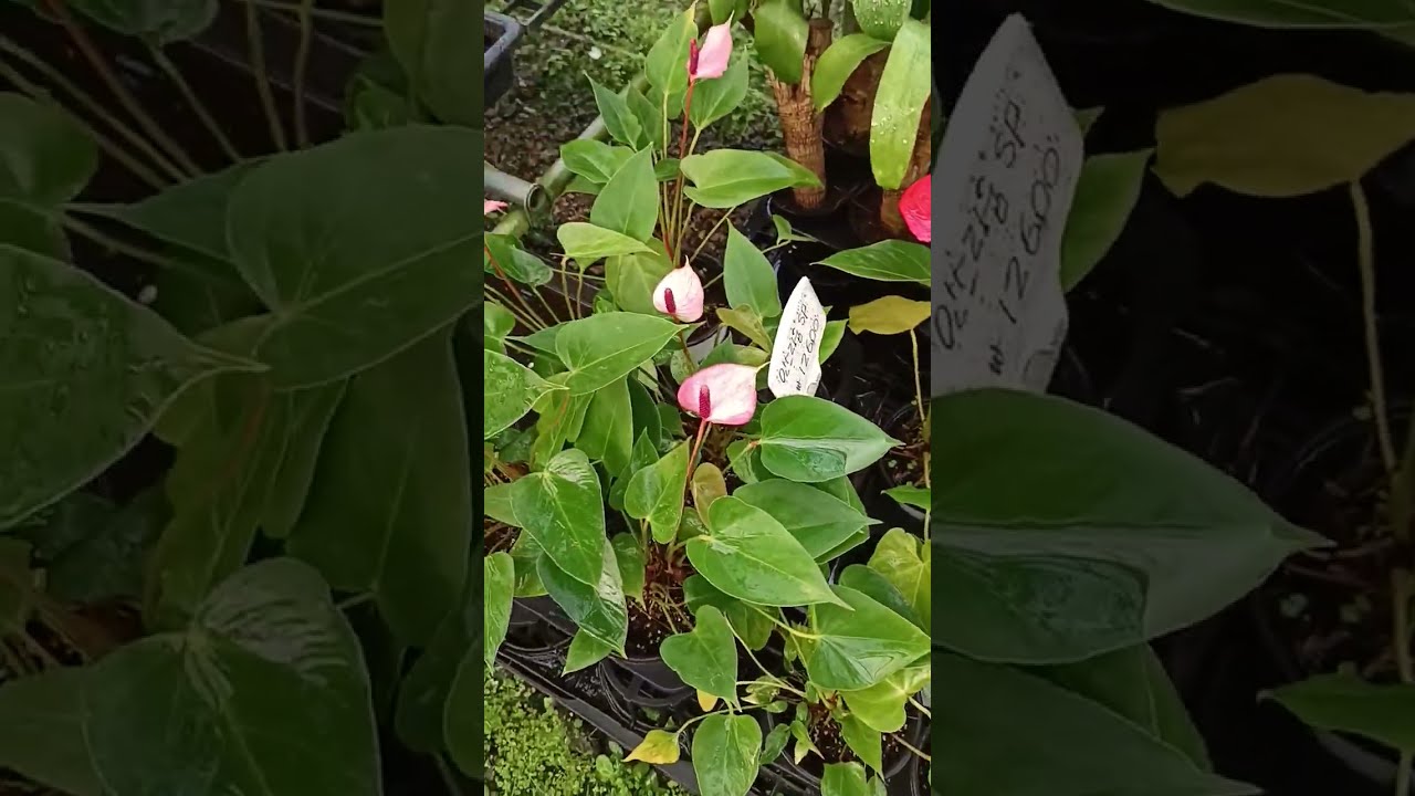 #아글라오네마 선물 #감사합니다 🌿 할리퀸 