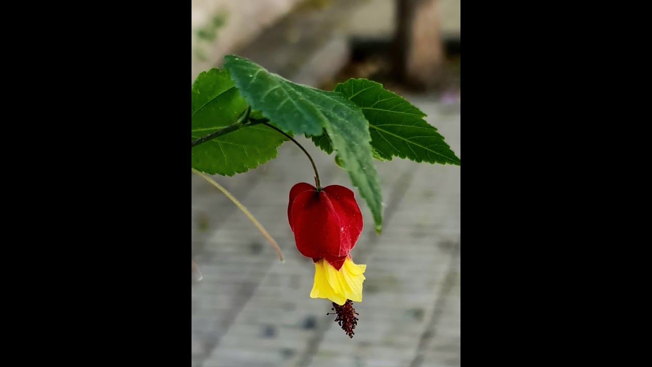 Enraizar esqueje Farolillo chino, Abutilon megapotamicum. Parte 2