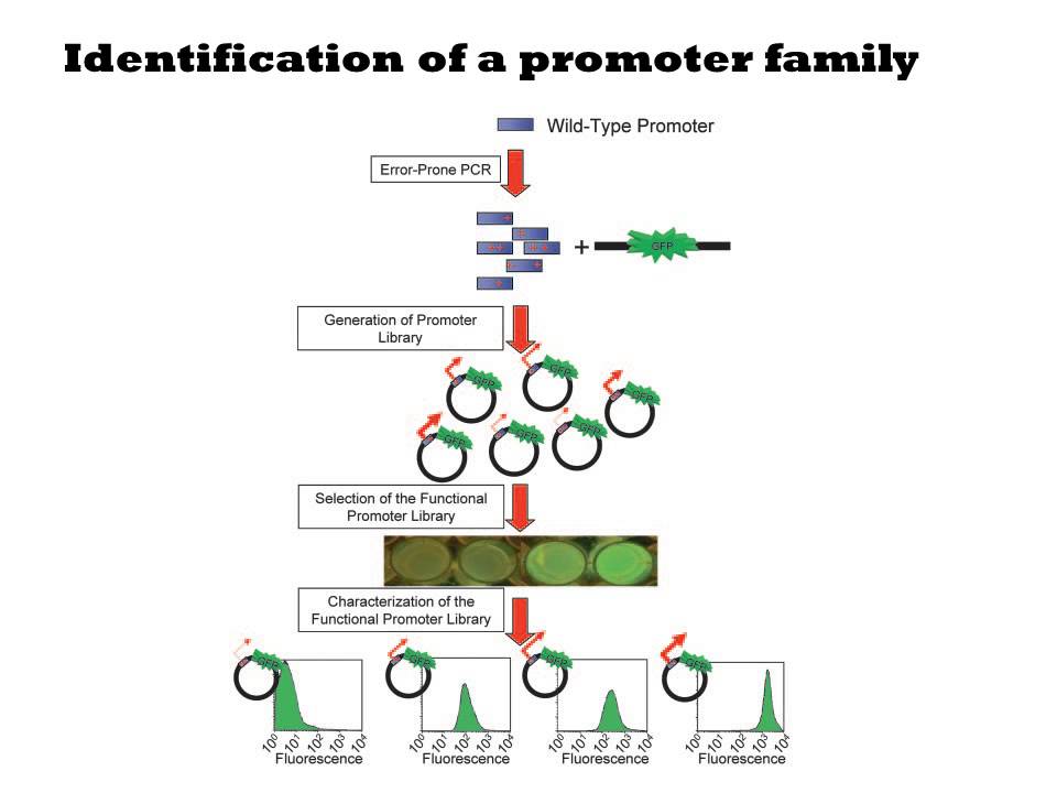 Optimization of Biosynthesis using Promoter Libraries